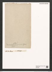 Fragilaria brevis Mont. (de-Toni-Nr.: Genus 73, Species 2710) Zeichnungen Sammlung Grunow (NHMW-BOT-W0374030)